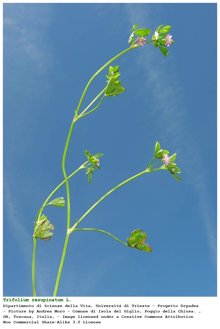 Trifolium resupinatum L.